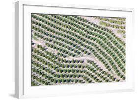 Aerial View of Orange Grove in Ventura County, Ojai, California-Joseph Sohm-Framed Photographic Print