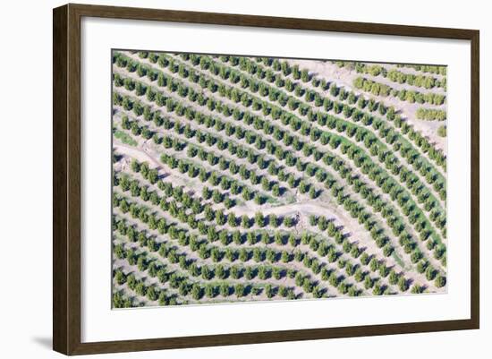 Aerial View of Orange Grove in Ventura County, Ojai, California-Joseph Sohm-Framed Photographic Print