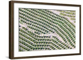 Aerial View of Orange Grove in Ventura County, Ojai, California-Joseph Sohm-Framed Photographic Print