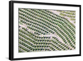 Aerial View of Orange Grove in Ventura County, Ojai, California-Joseph Sohm-Framed Photographic Print