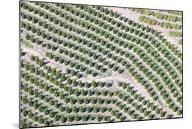 Aerial View of Orange Grove in Ventura County, Ojai, California-Joseph Sohm-Mounted Photographic Print