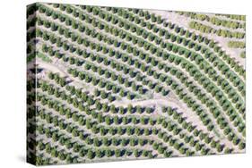 Aerial View of Orange Grove in Ventura County, Ojai, California-Joseph Sohm-Stretched Canvas