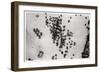 Aerial View of Palm Shadows in the Arabian Desert, from a Zeppelin, 1931-null-Framed Giclee Print