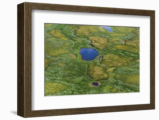 Aerial view of Pechora River Delta, Nenets Autonomous Okrug, Arctic, Russia, July 2017-Olga Kamenskaya-Framed Photographic Print