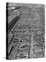 Aerial View of Pens Containing Beef Cattle at the Union Stockyards-null-Stretched Canvas