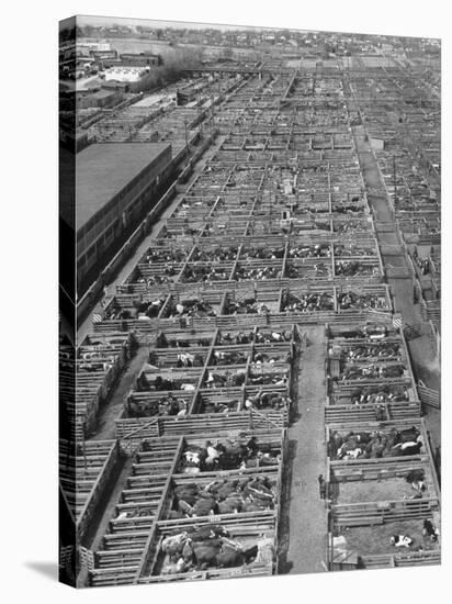 Aerial View of Pens Containing Beef Cattle at the Union Stockyards-null-Stretched Canvas