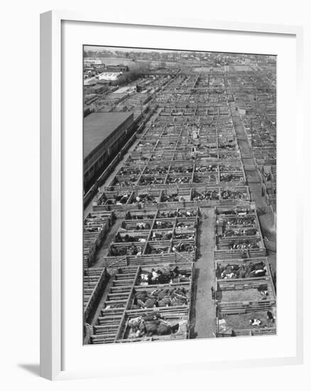 Aerial View of Pens Containing Beef Cattle at the Union Stockyards-null-Framed Photographic Print