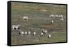 Aerial View of Plains Zebras (Equus Quagga), Okavango Delta, Botswana, Africa-Sergio-Framed Stretched Canvas