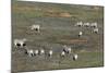 Aerial View of Plains Zebras (Equus Quagga), Okavango Delta, Botswana, Africa-Sergio-Mounted Photographic Print