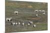 Aerial View of Plains Zebras (Equus Quagga), Okavango Delta, Botswana, Africa-Sergio-Mounted Photographic Print