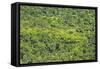 Aerial View of Pristine Rainforest Canopy, Guyana, South America-Mick Baines & Maren Reichelt-Framed Stretched Canvas