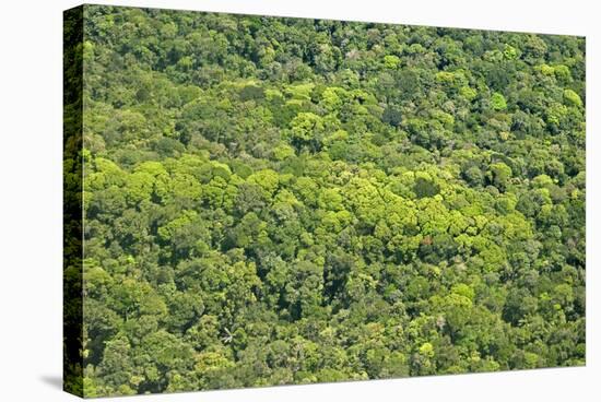 Aerial View of Pristine Rainforest Canopy, Guyana, South America-Mick Baines & Maren Reichelt-Stretched Canvas