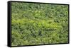 Aerial View of Pristine Rainforest Canopy, Guyana, South America-Mick Baines & Maren Reichelt-Framed Stretched Canvas