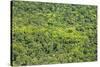 Aerial View of Pristine Rainforest Canopy, Guyana, South America-Mick Baines & Maren Reichelt-Stretched Canvas