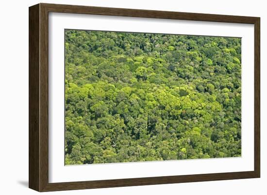 Aerial View of Pristine Rainforest Canopy, Guyana, South America-Mick Baines & Maren Reichelt-Framed Photographic Print