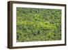 Aerial View of Pristine Rainforest Canopy, Guyana, South America-Mick Baines & Maren Reichelt-Framed Photographic Print