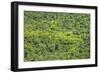 Aerial View of Pristine Rainforest Canopy, Guyana, South America-Mick Baines & Maren Reichelt-Framed Photographic Print