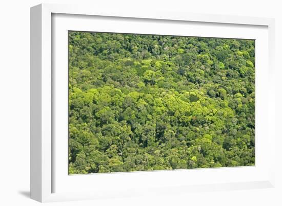 Aerial View of Pristine Rainforest Canopy, Guyana, South America-Mick Baines & Maren Reichelt-Framed Photographic Print