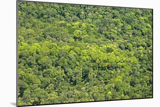 Aerial View of Pristine Rainforest Canopy, Guyana, South America-Mick Baines & Maren Reichelt-Mounted Photographic Print