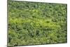 Aerial View of Pristine Rainforest Canopy, Guyana, South America-Mick Baines & Maren Reichelt-Mounted Photographic Print