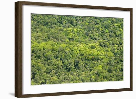 Aerial View of Pristine Rainforest Canopy, Guyana, South America-Mick Baines & Maren Reichelt-Framed Photographic Print