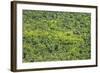 Aerial View of Pristine Rainforest Canopy, Guyana, South America-Mick Baines & Maren Reichelt-Framed Photographic Print