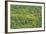 Aerial View of Pristine Rainforest Canopy, Guyana, South America-Mick Baines & Maren Reichelt-Framed Photographic Print