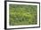 Aerial View of Pristine Rainforest Canopy, Guyana, South America-Mick Baines & Maren Reichelt-Framed Photographic Print