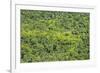 Aerial View of Pristine Rainforest Canopy, Guyana, South America-Mick Baines & Maren Reichelt-Framed Photographic Print