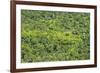 Aerial View of Pristine Rainforest Canopy, Guyana, South America-Mick Baines & Maren Reichelt-Framed Photographic Print