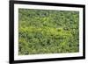 Aerial View of Pristine Rainforest Canopy, Guyana, South America-Mick Baines & Maren Reichelt-Framed Photographic Print