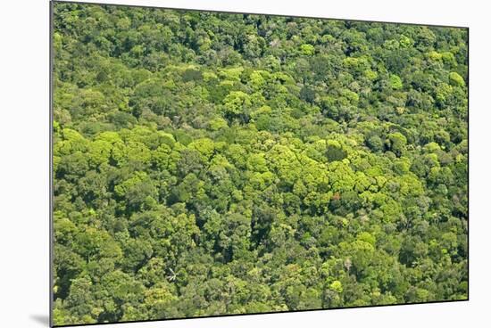 Aerial View of Pristine Rainforest Canopy, Guyana, South America-Mick Baines & Maren Reichelt-Mounted Photographic Print