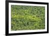 Aerial View of Pristine Rainforest Canopy, Guyana, South America-Mick Baines & Maren Reichelt-Framed Photographic Print