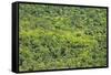 Aerial View of Pristine Rainforest Canopy, Guyana, South America-Mick Baines & Maren Reichelt-Framed Stretched Canvas