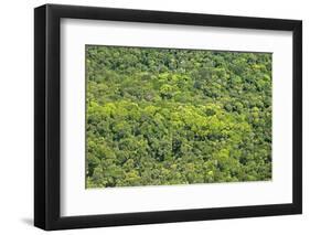 Aerial View of Pristine Rainforest Canopy, Guyana, South America-Mick Baines & Maren Reichelt-Framed Photographic Print