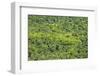 Aerial View of Pristine Rainforest Canopy, Guyana, South America-Mick Baines & Maren Reichelt-Framed Photographic Print