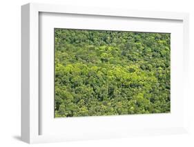 Aerial View of Pristine Rainforest Canopy, Guyana, South America-Mick Baines & Maren Reichelt-Framed Photographic Print