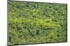 Aerial View of Pristine Rainforest Canopy, Guyana, South America-Mick Baines & Maren Reichelt-Mounted Photographic Print