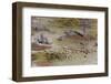 Aerial View of Red Lechwe (Kobus Leche), Okavango Delta, Botswana, Africa-Sergio-Framed Photographic Print