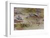 Aerial View of Red Lechwe (Kobus Leche), Okavango Delta, Botswana, Africa-Sergio-Framed Photographic Print