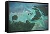 Aerial View of Red Mangrove (Rhizophora Mangle) Coastal Lagoon-Claudio Contreras-Framed Stretched Canvas