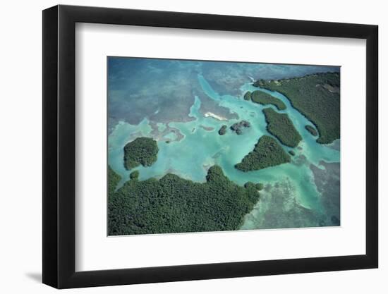 Aerial View of Red Mangrove (Rhizophora Mangle) Coastal Lagoon-Claudio Contreras-Framed Photographic Print