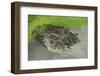 Aerial view of Reindeer fording water whilst being herded by Nenet herders, Arctic, Russia-Olga Kamenskaya-Framed Photographic Print