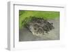 Aerial view of Reindeer fording water whilst being herded by Nenet herders, Arctic, Russia-Olga Kamenskaya-Framed Photographic Print