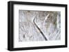 Aerial view of road in forest in winter, Marion Co., Illinois, USA-Panoramic Images-Framed Photographic Print