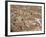 Aerial View of Roof Tops of the City Centre Seen from the Rock, in Cefalu, Sicily, Italy-Pottage Julian-Framed Photographic Print