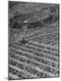 Aerial View of Rose Bowl Showing Thousands of Cars Parked around It-Loomis Dean-Mounted Photographic Print