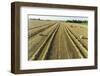 Aerial view of rows of wheat straw before baling and round bales, Marion County, Illinois-Richard & Susan Day-Framed Photographic Print