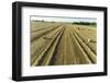 Aerial view of rows of wheat straw before baling and round bales, Marion County, Illinois-Richard & Susan Day-Framed Photographic Print