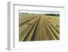 Aerial view of rows of wheat straw before baling and round bales, Marion County, Illinois-Richard & Susan Day-Framed Photographic Print